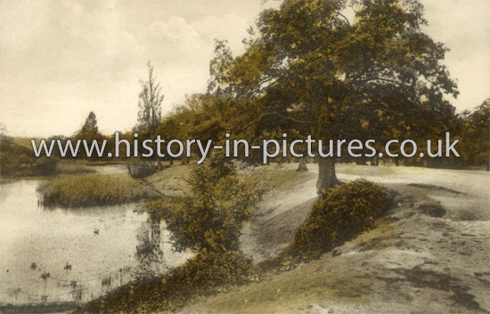 View of Epping Forest near Royal Forest Hotel, Chingford, London. c.1905.
